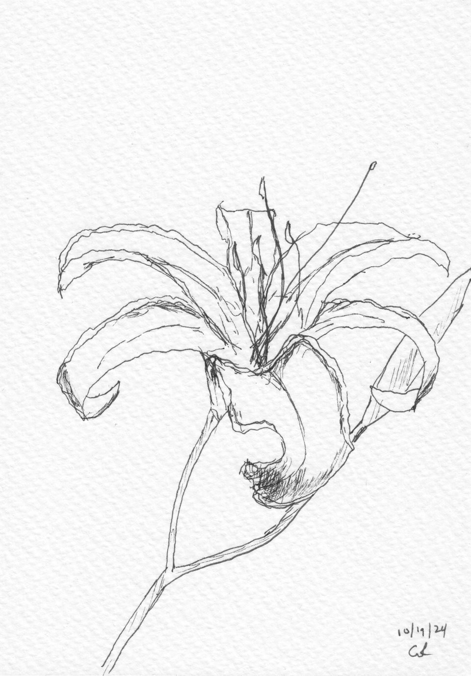 b/w postcard drawing of a tiger lily in bloom