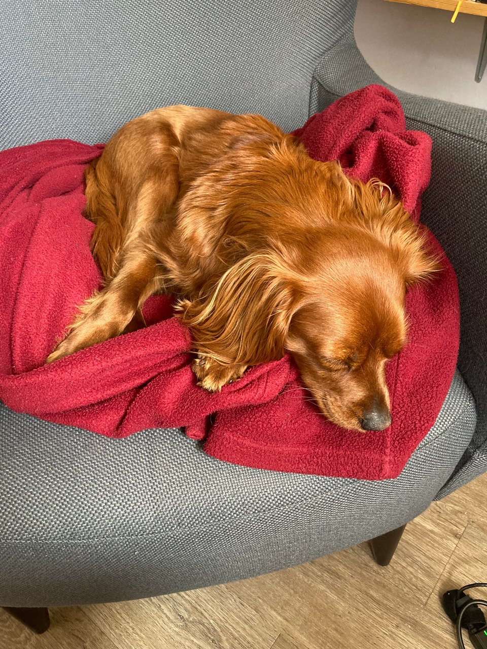 Radio, golden in the summer sun, sleeping on a red blanket.