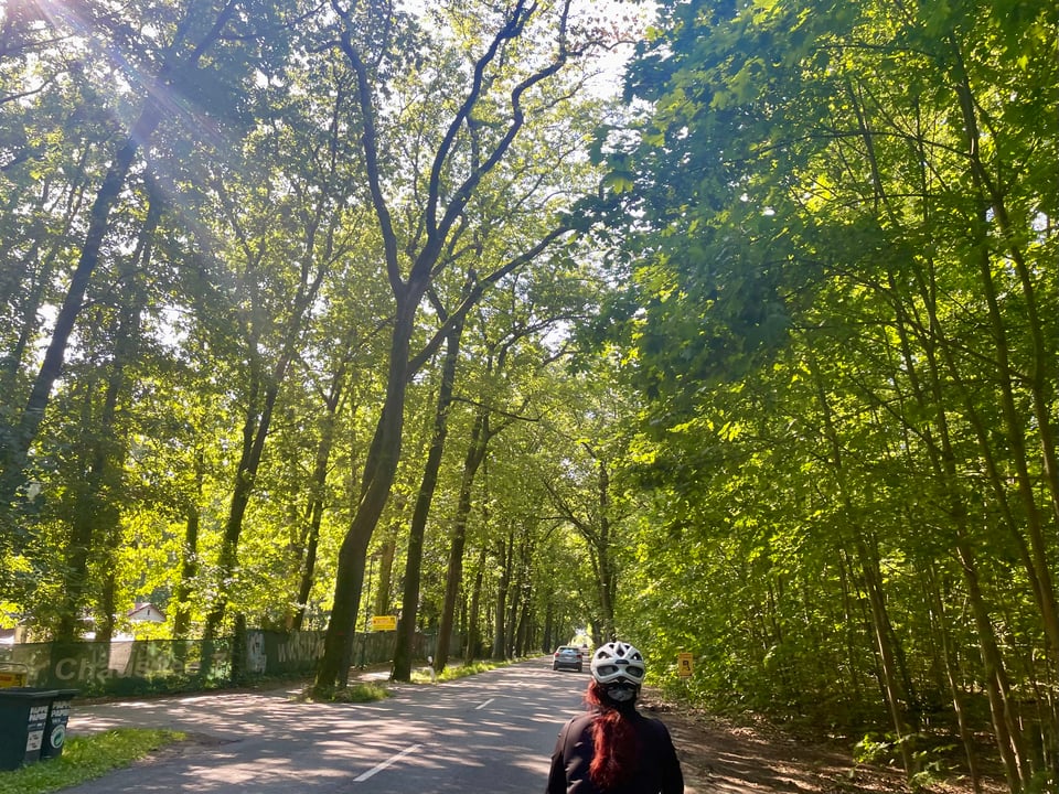 View from the bike on a narrow road with tall pine trees on both sides of the road. Sunlight filters through the trees and on to the road but it is mostly nicely shaded by the tree canopy