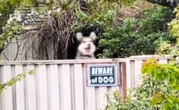 A fence that has a "Beware of Dog" sign on it. Behind the fence a husky dog has leapt up to see what's happening on the other side of the fence, and while the rest of the photo is more in focus, the husky is just a blur of mouth, nose, and ears.