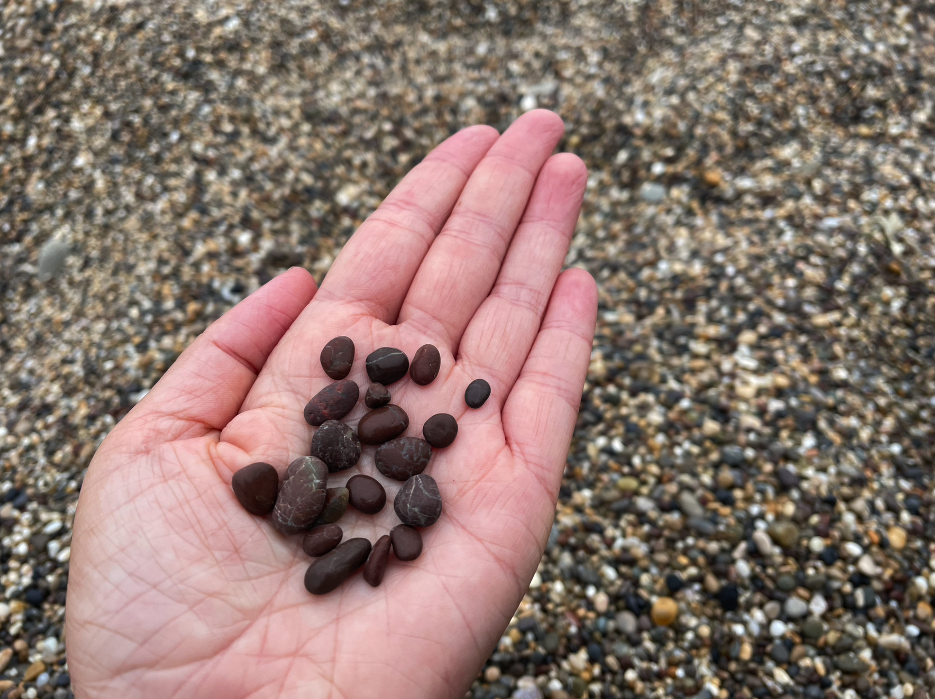 my hand holding some bean-sized reddish-brown pebbles, with the assorted pebbles of the beach in the background