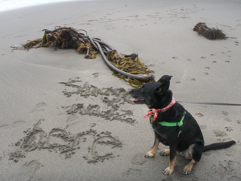 A black dog with brown paws sits on a beach. The words "Shage wuz here" are written into the sand.