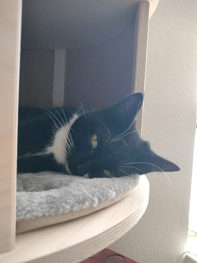 the adventure of yoshi and her new cat tree cubby hole