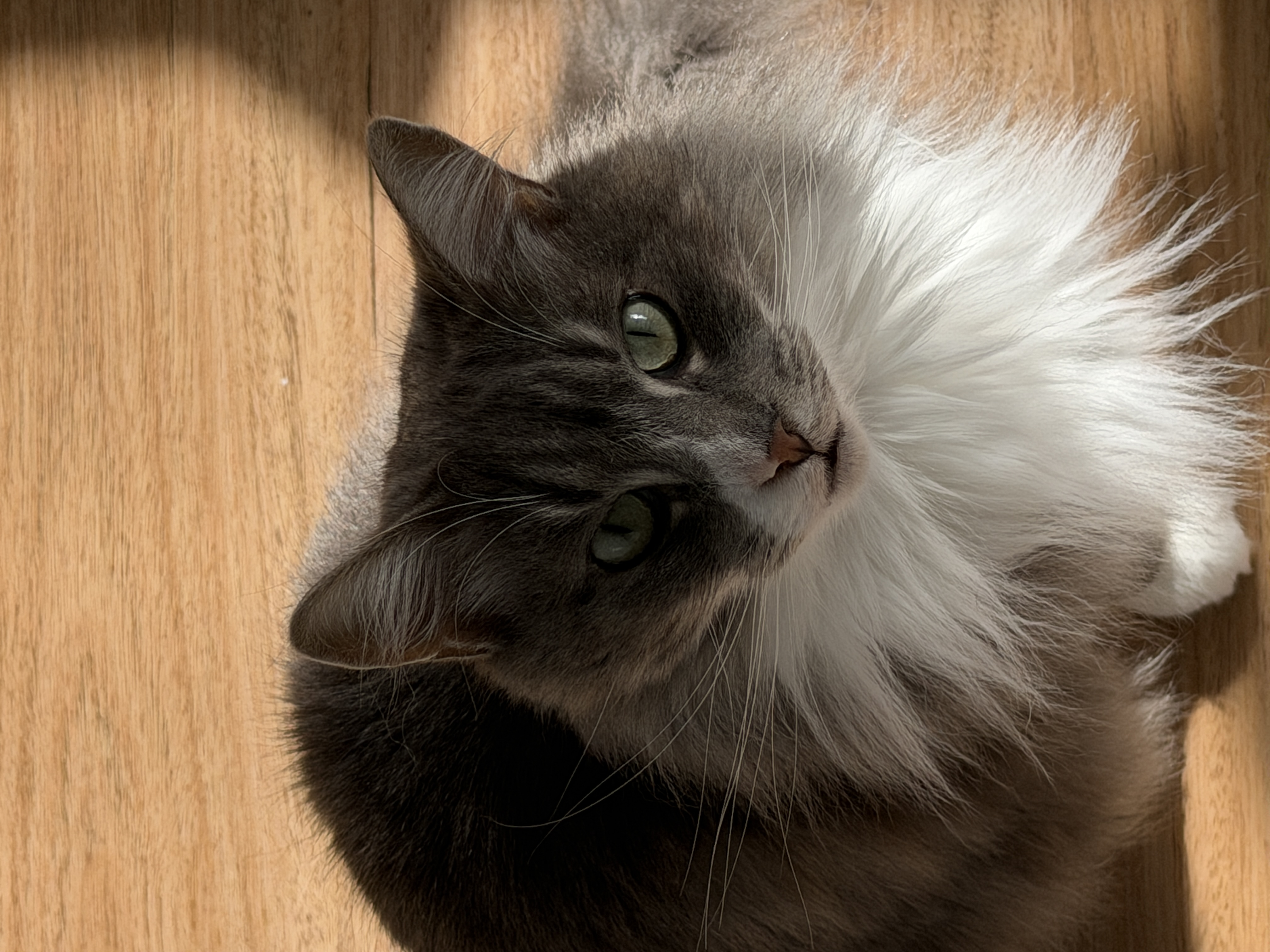 gandalf