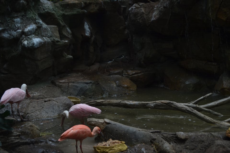 Two pink spoonbills and one salmon colored one on the left side of a pond with branches across it.