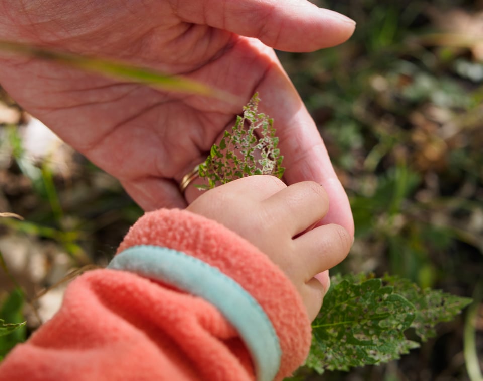 Kat and Sona's hands exploring a leaf that had been largely been eaten by bugs.