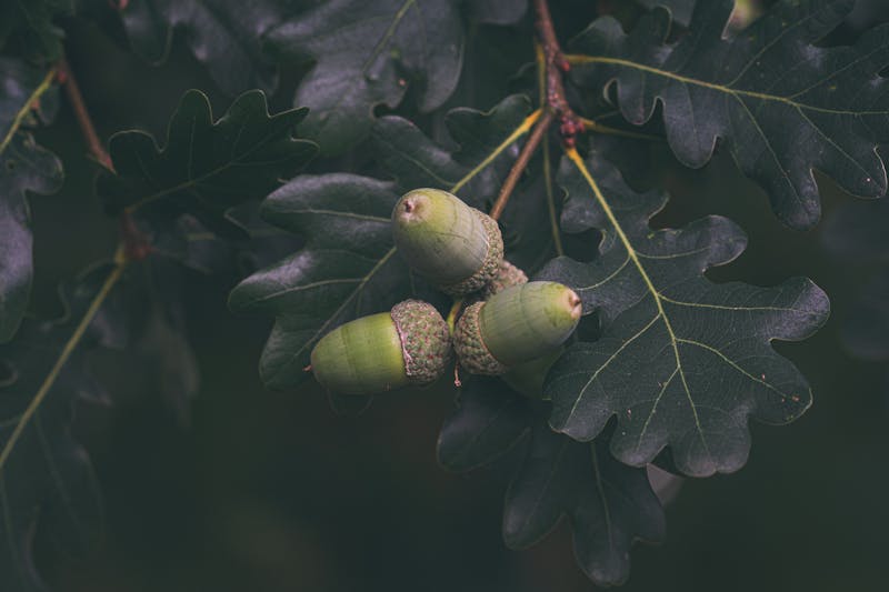 Deeply Rooted Action