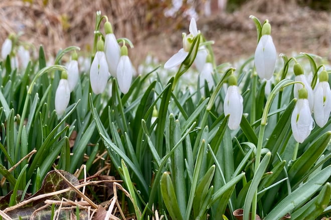 This week: Spring Garden To Do List  