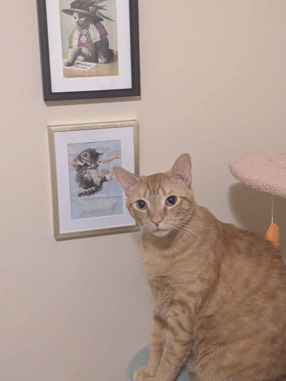 Reuben, a large orange housecat, atop a cat tree structure in front of a framed "hang in there" cat crosstitch.