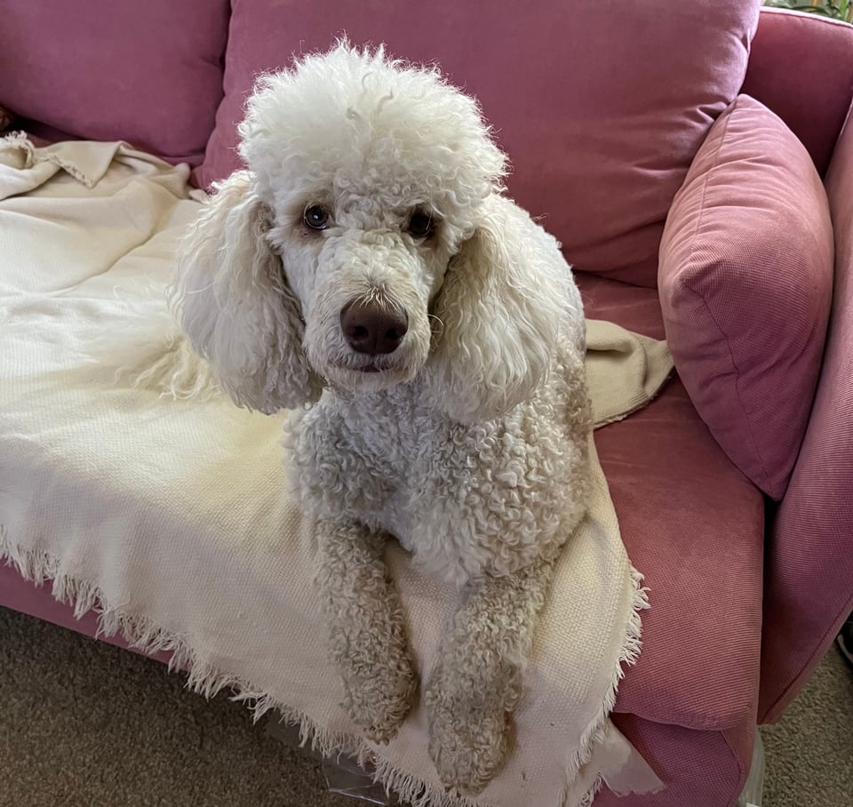 Aki sitting on a pink couch, forelegs half off the front cushion, gazing plaintively at you as if to say "you should sit on the couch and watch a movie"