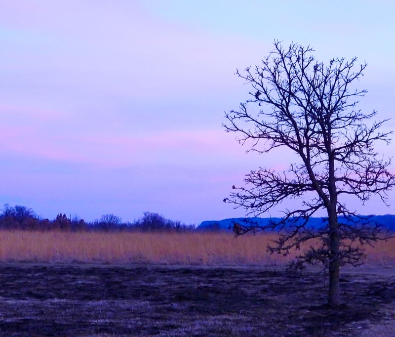 A bur oak’s crisscross limbs create an artwork against an early-morning sky on Frontenac State Park’s Prairie Trail. / Photo by Steve Dietz