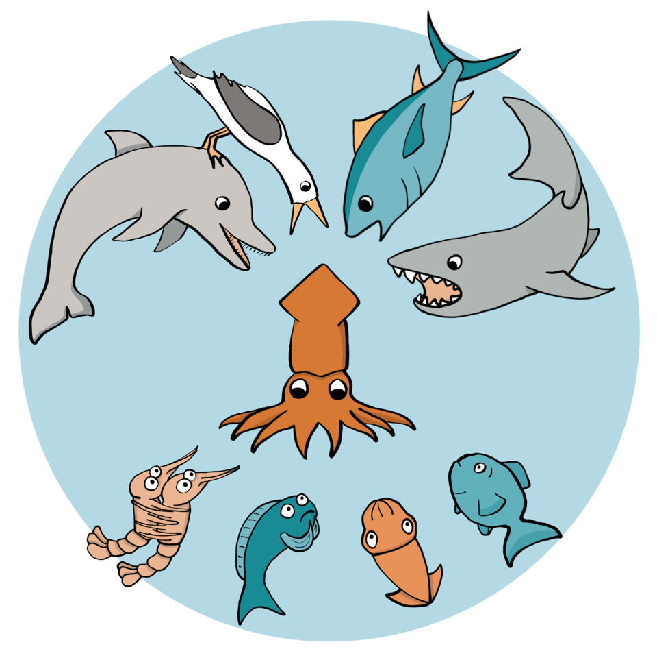 Cartoon drawing of a food web with an orange squid at the center. Arrayed above it are four hungry predators (dolphin, gull, tuna, shark) and below it are several terrified prey items (two different kinds of fish, a small squid, and a pair of shrimp holding each other for dear life).