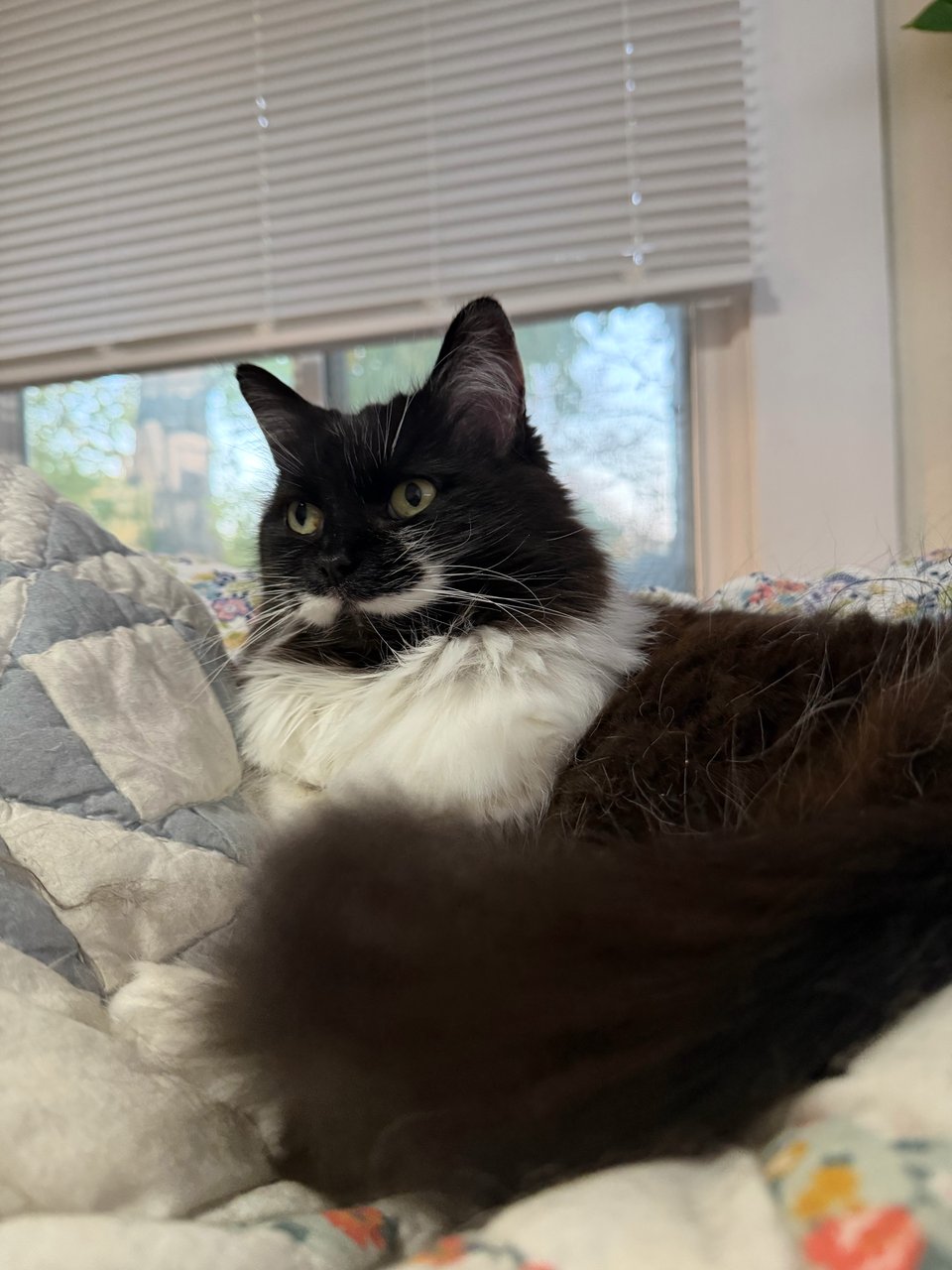 Picture of Mommy cat, Anna and Michael's cat, sitting on a pillow