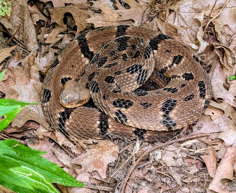 Is that what we think it is? Why yes, it is – an endangered timber rattlesnake, spotted this month in the Frontenac State Park campground. No one, including the snake, was hurt. Best possible outcome. Long may they run! / Photo courtesy of Jake Gaster