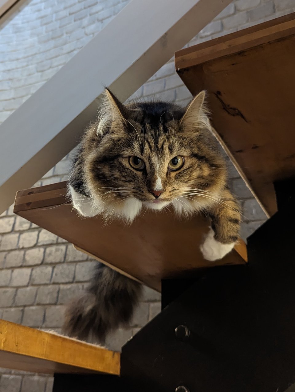 A photo of my tabby cat Eddie lying on the stairs with his head and front paws over the edge of the step.