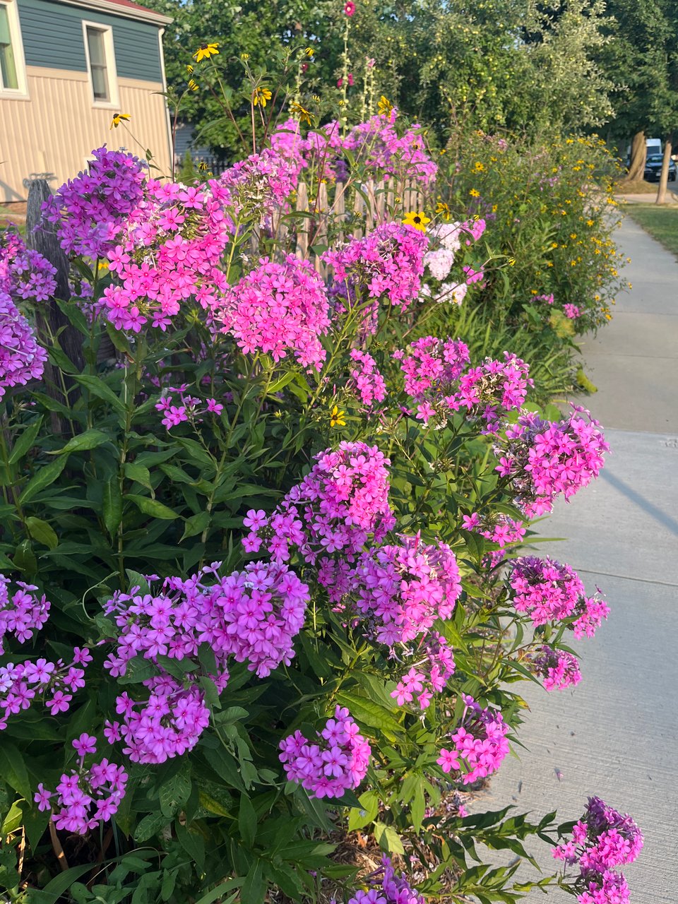 bunches of pink flowers in partial sun and partial shadow over the sidewalk