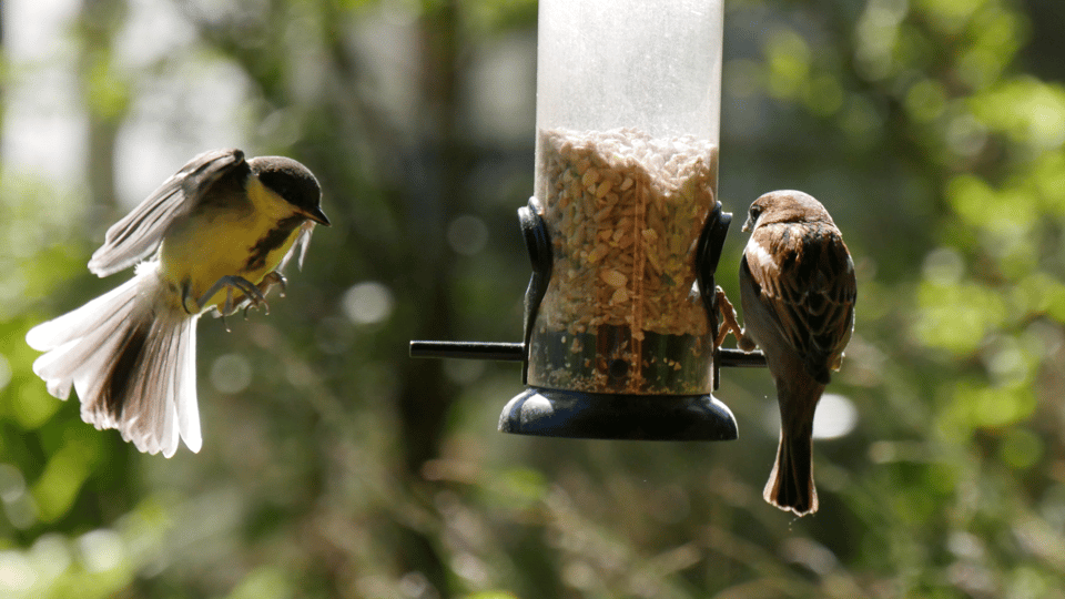 A half-empty birdfeeder with a sparrow perched on one of the perches and a young great tit caught mid-flight on their way to land on the other one