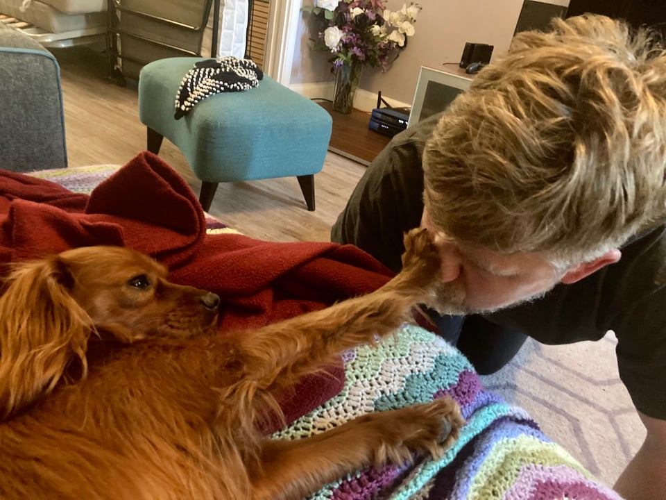 Radio, a ruby Cavapoo, bops me on the nose languidly.