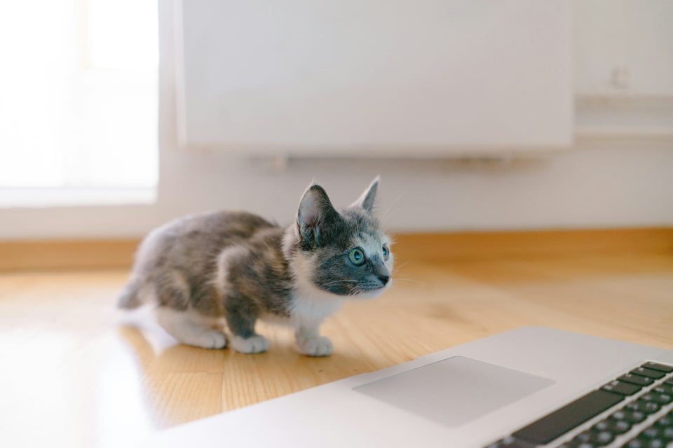 A kitten faces a laptop computer. Their face is slightly aglow, as if lit by the computer screen. Photo by riis riiiis on Unsplash.