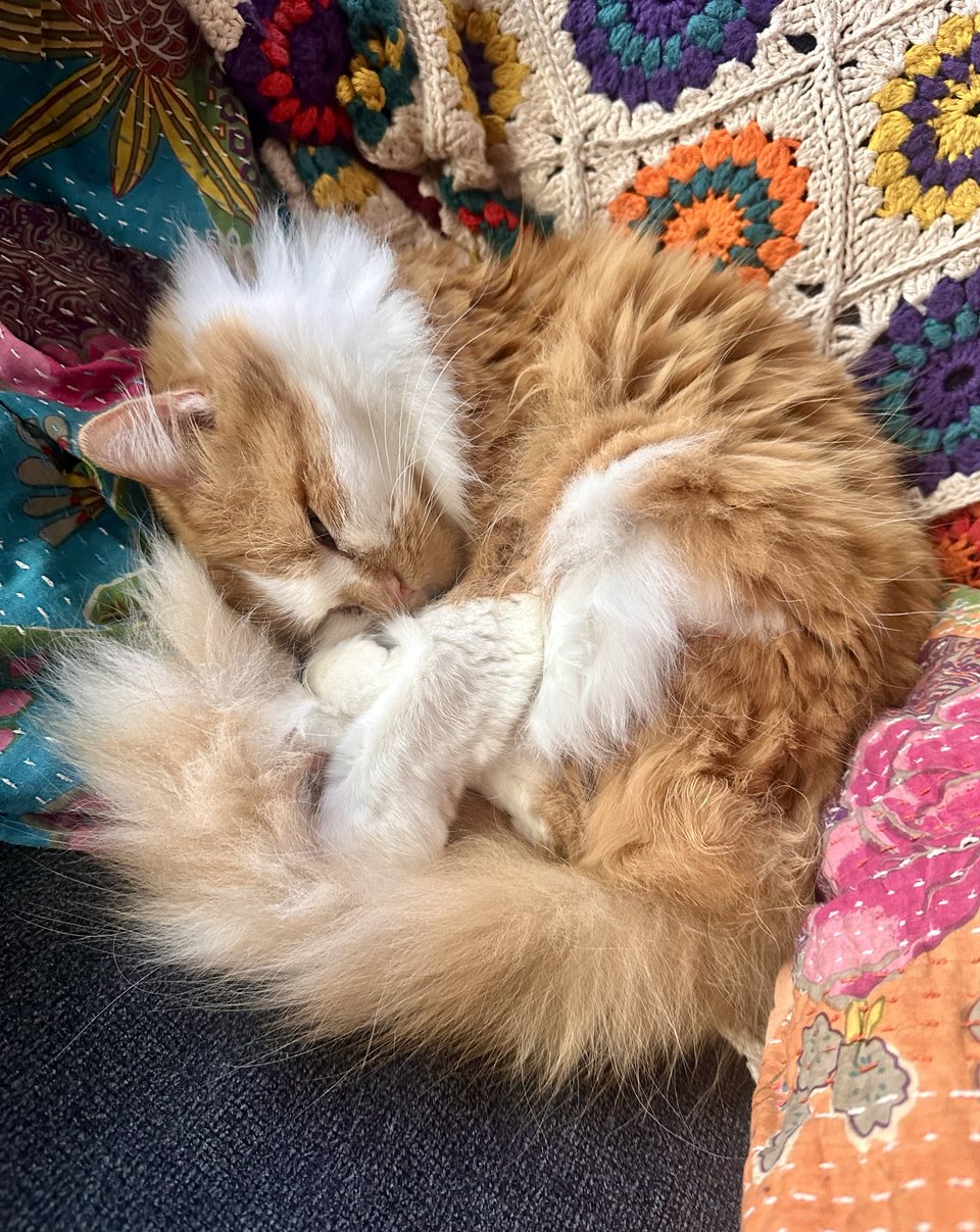 a fluffy orange and white cat curled up blissfully on a recently-vacated couch seat