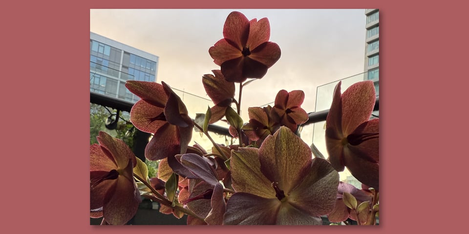 The flower hellebore with a city landscape behind