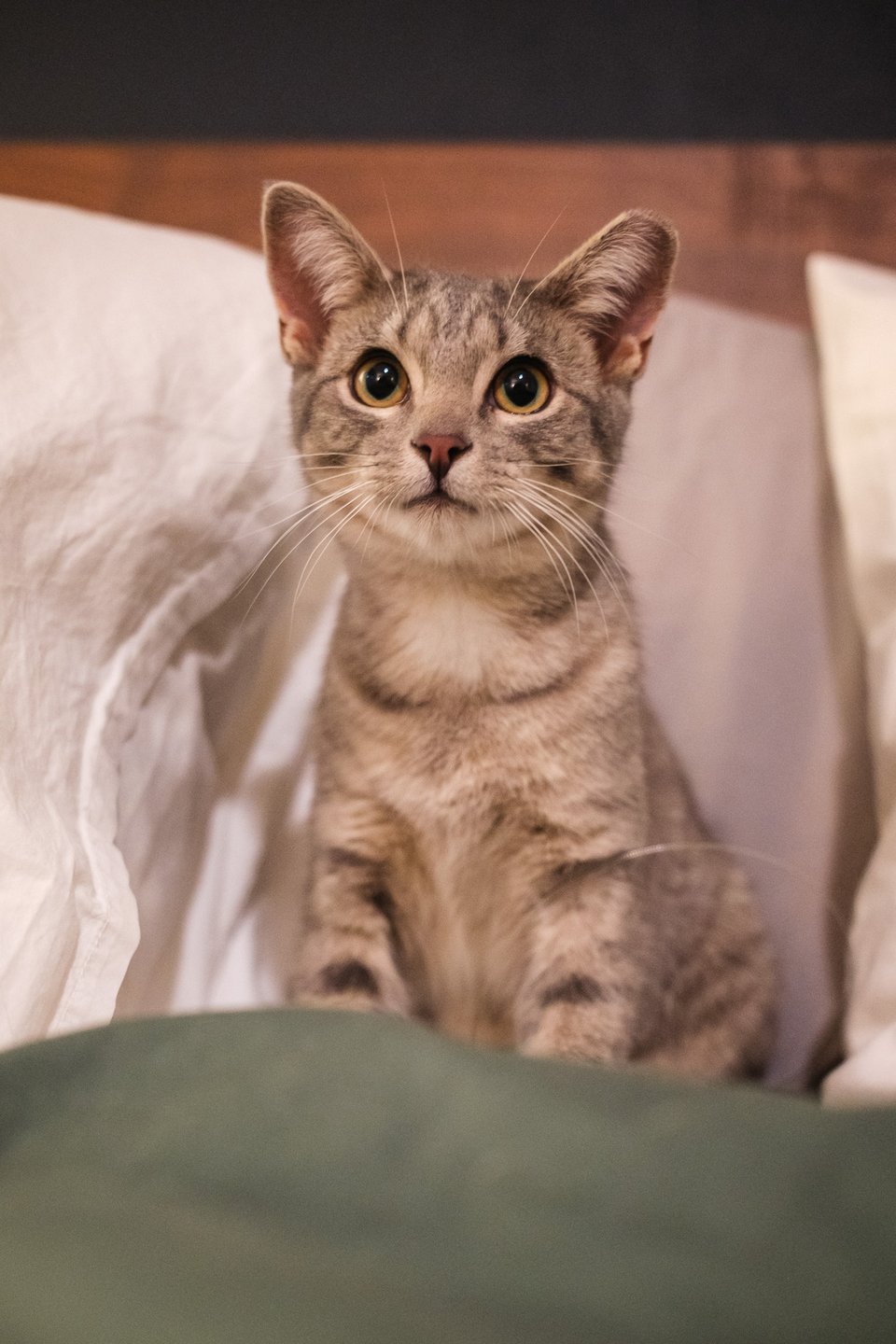 Picture of a young cat sitting on a bed looking curious