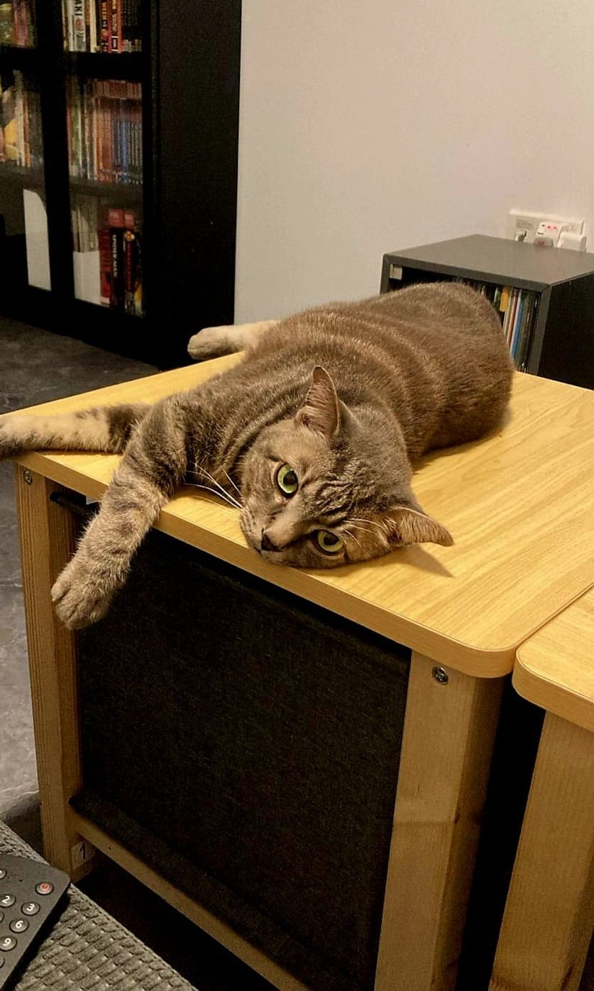 A grey cat lying down on a wooden table.
