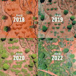 4 pictures of the same area in Tanzania taken in 2018, 2019, 2020 and 2022 that goes from almost desertic to very green. The half-moon digged in the red ground in 2018 are not visible at all in 2022 all covered by trees and green bushes