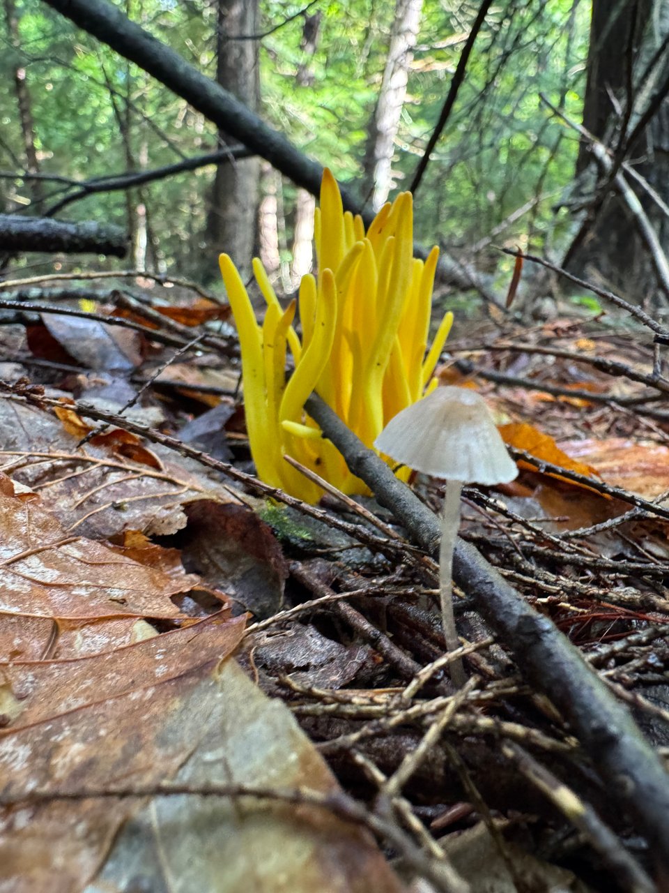 A tall stand of yellow coral surrounded by fallen twigs. In the foreground there's a small, semi opaque little mushroom that I can't ID.