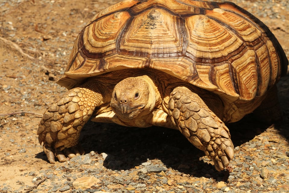 How to Write a Script (Moksha is Raichu)