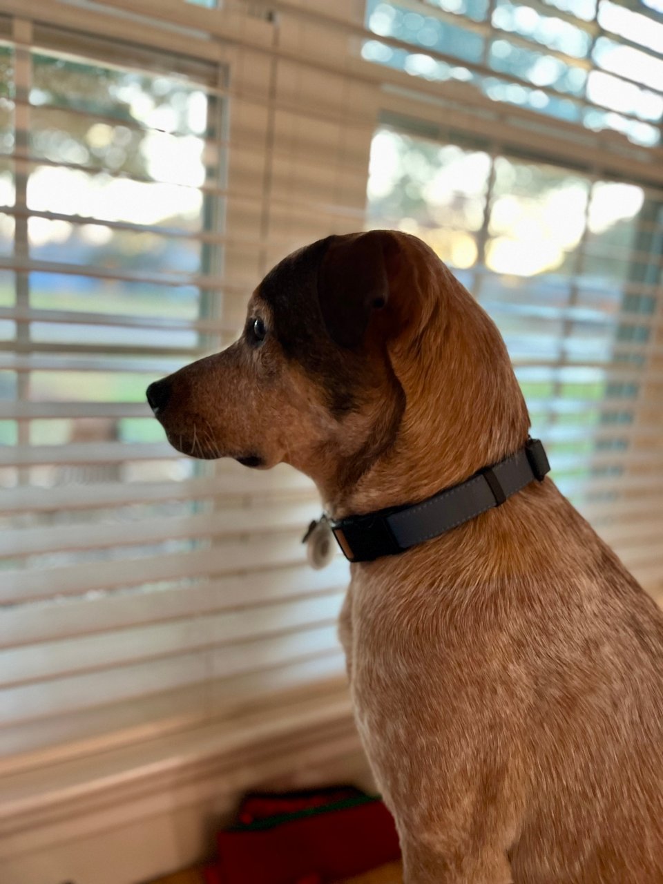 Dog looking out a window