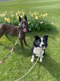 two dogs on leash facing the camera, on grass, in front of flowers