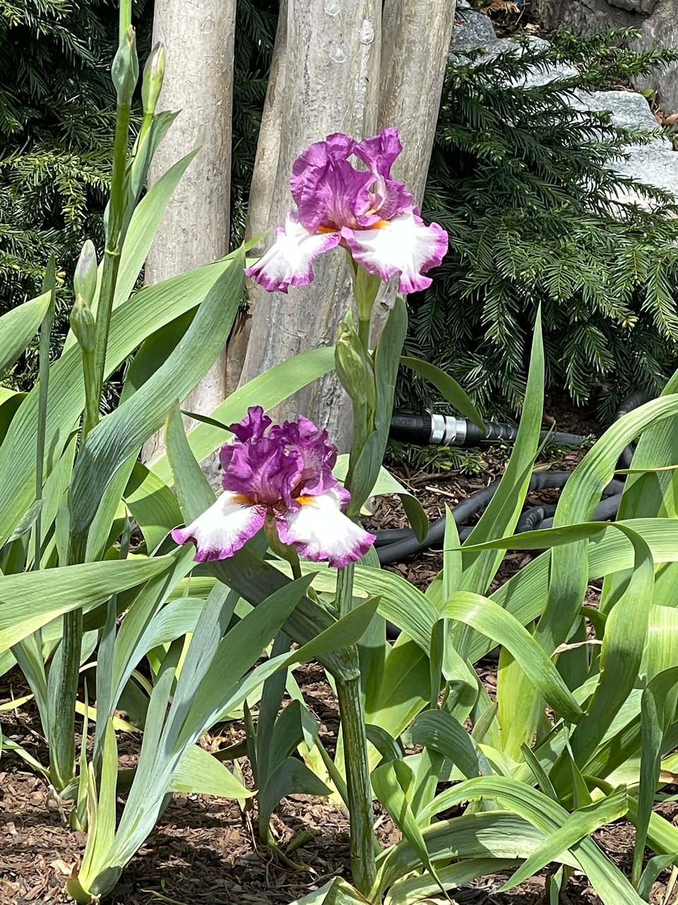 Two proud iris flowers in front of a tree. Their upper petals are a dusty purple-mauve, and the sepals are bright white and outlined in the same purple-mauve. All the petals and sepals have a frilly edge.