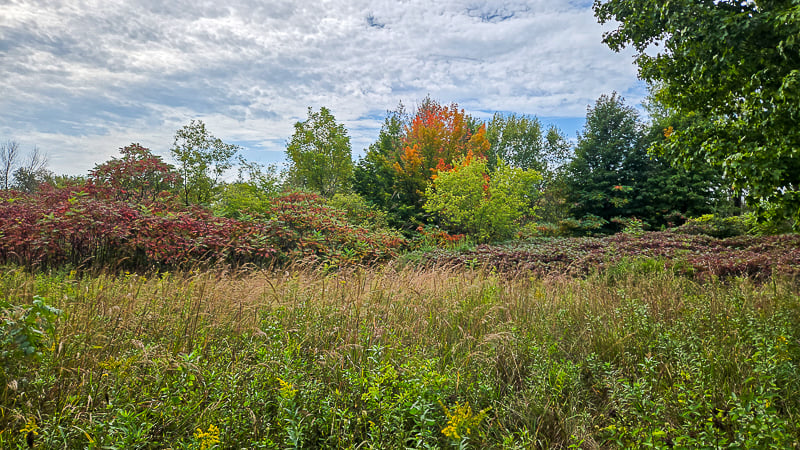 Sumac, a native but sometimes overenthusiastic bush in sunny areas (thus Frontenac State Park’s careful, targeted fires), brightens a high prairie path. / Photo by Steve Dietz