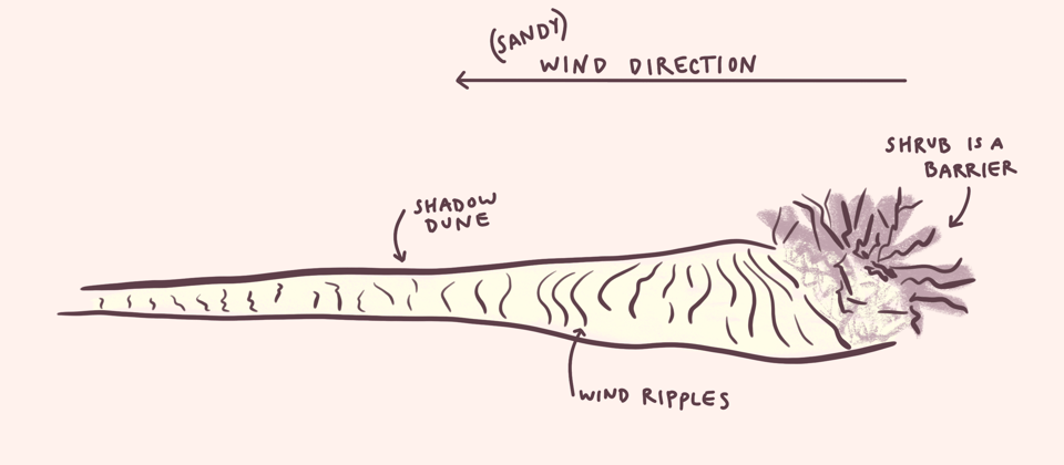 A diagram showing the wind direction relative to the shadow dune, shrub, and wind ripples