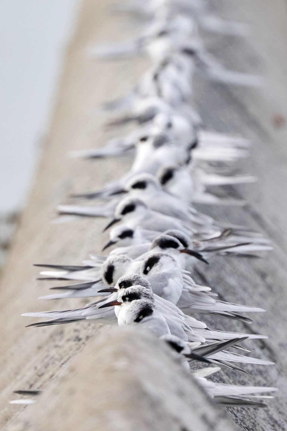 A row of white birds photographed along the row so they look like a dinosaur's spine