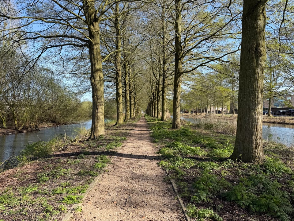 A path along a long thing island in the middle of Dutch canals is lined on both sides by trees that are just starting to bud. The light blue sky gives a soft light.