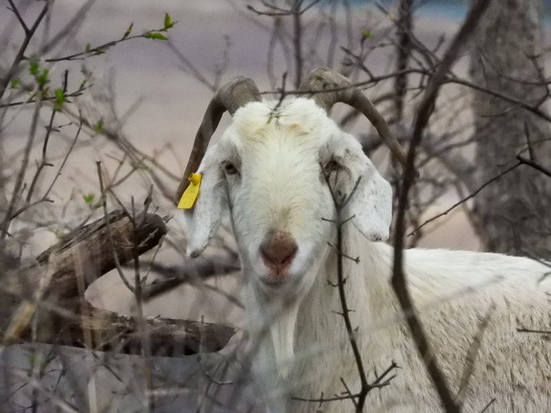 Many of you reported April sightings of White Lightning, our unofficial goat mascot, high on the sunny side of Rattlesnake Bluff. Our citizen science writer and FSPA president Steve Dietz recently ran across him while hiking atop the bluff. WL gave Steve the side-eye (two of them), then vamoosed, his loopy right ear still tagged after two years on the lam in the park. Long may WL run! (And munch on any buckthorn he encounters!) / Photo by Steve Dietz