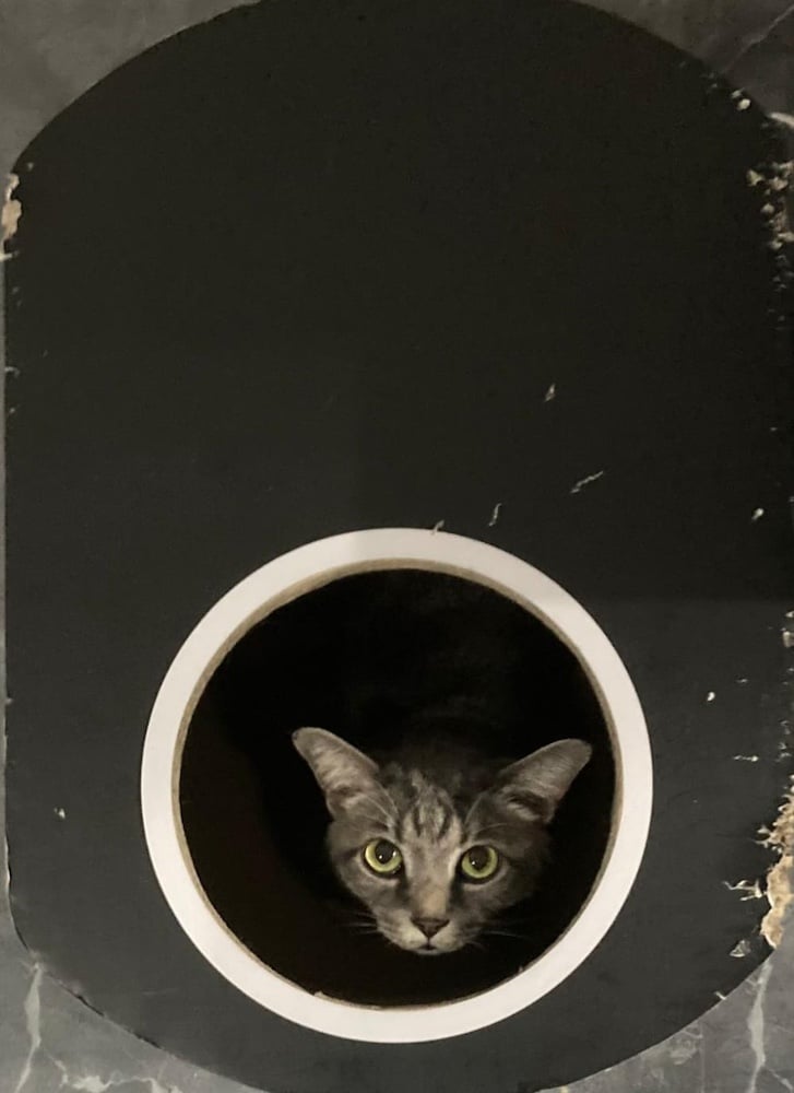 Luca sitting in his scratch box.