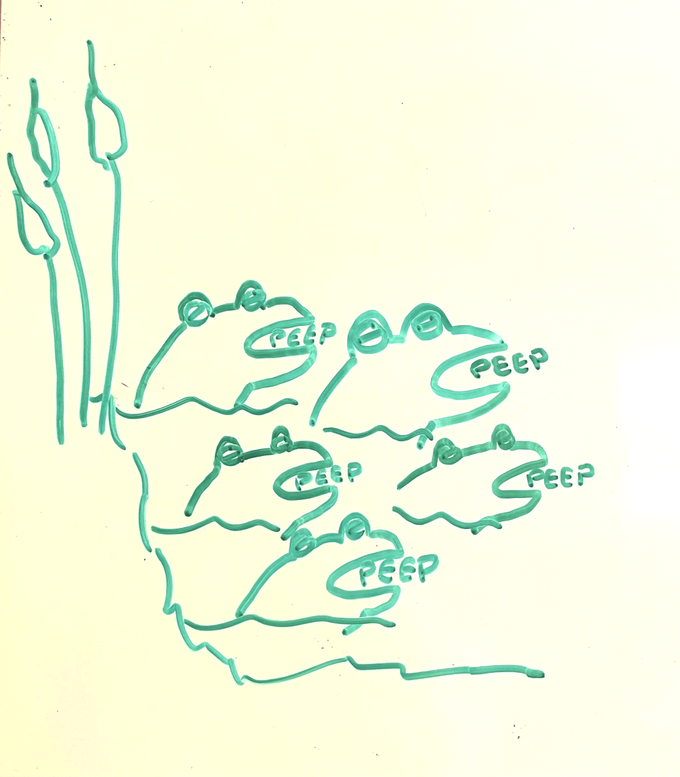 a whiteboard drawing of a bunch of spring peepers