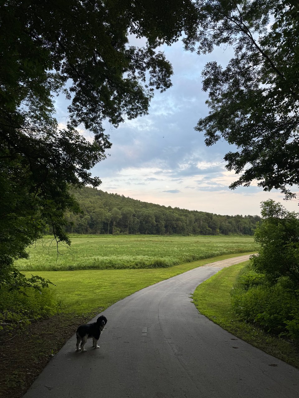 Max, a black and white English Springer Spaniel, looks back over his shoulder at the camera. Ahead of him, a paved park road turns to gravel. The sun is setting, and dramatic multicolored clouds hang above hills in the distance.