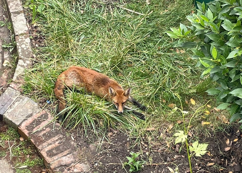 A fox lying down in grass