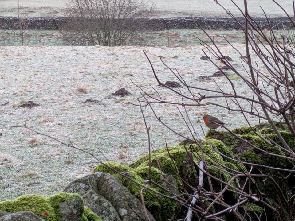 A frosty field beyond a mossy dry stone wall, where a robin sits. Leafless trees in the foreground and the distance.