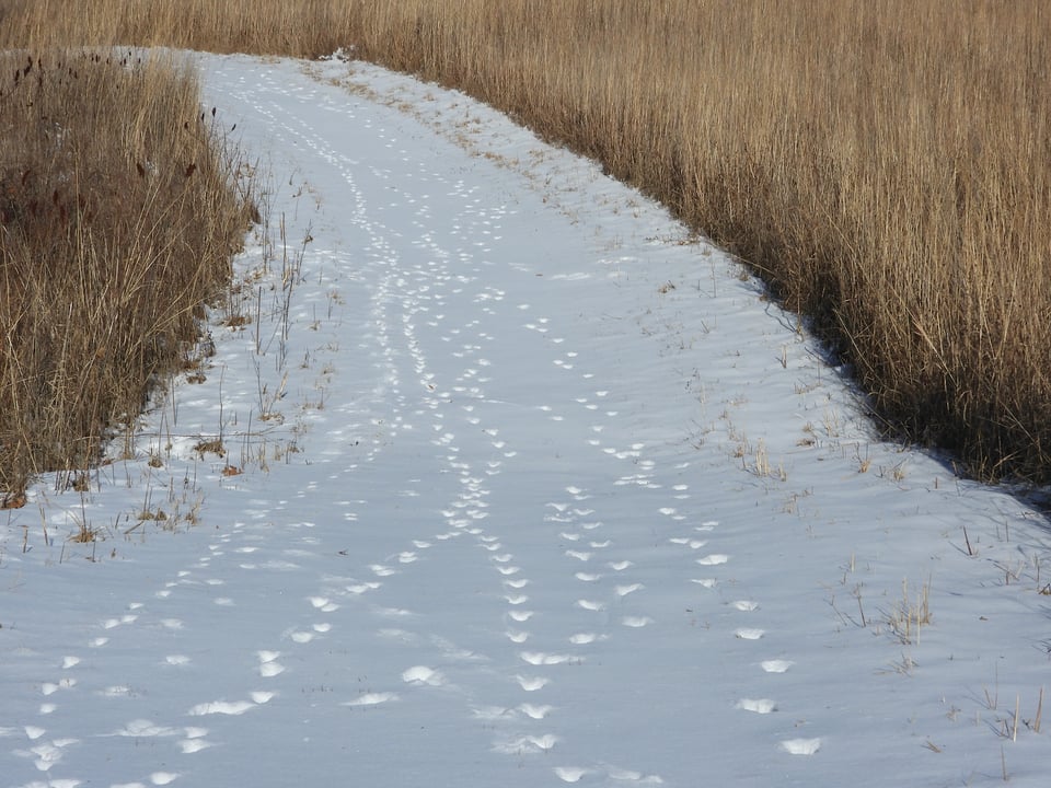 Very soon, we hope, snow will grace park trails. Among its joys – being able to identify and follow animal tracks. / Photo by Steve Dietz