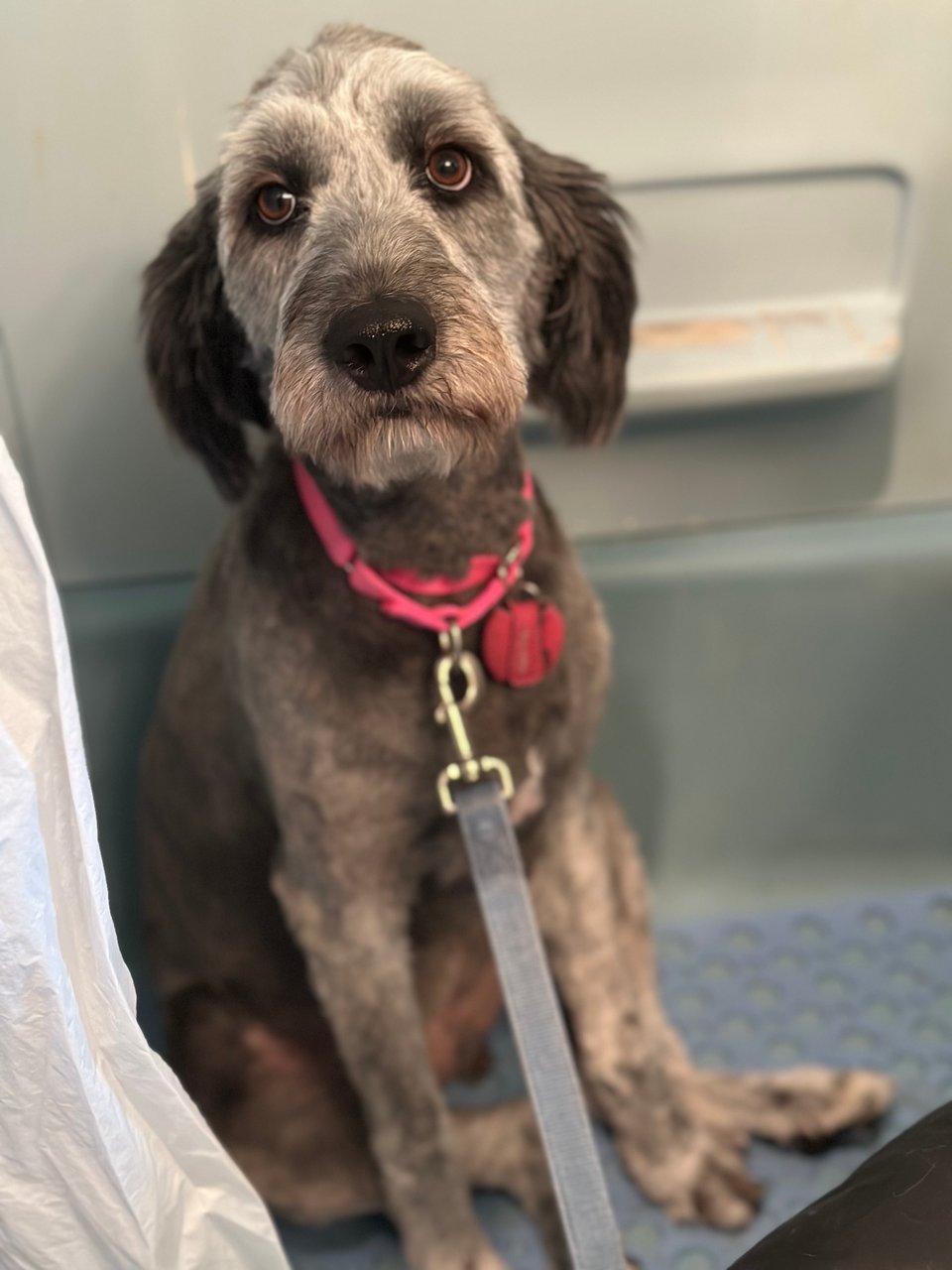 Photo of gray aussiedoodle in a bathtub after a grooming, looking up camera with sad brown eyes and a forlorn expression