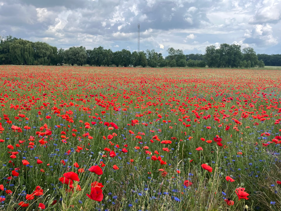 A field of red poppies