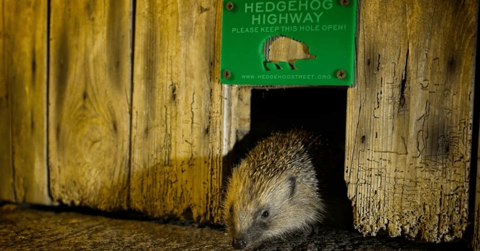 A hedgehog is poking through a hole in a fence, which a 'hedgehog highway' sign above it. It is very cute.