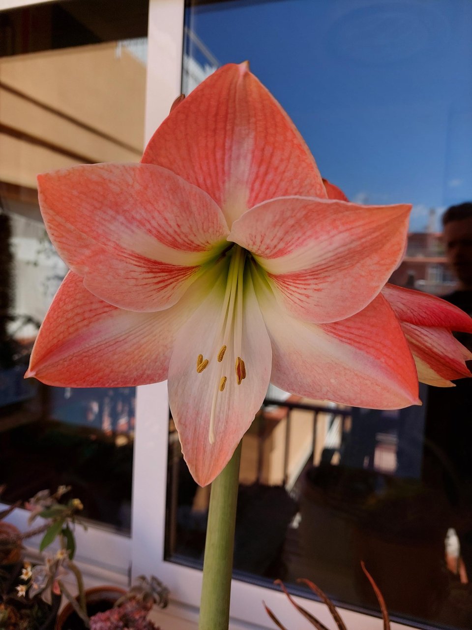 Nature is flowering in Barcelona spring