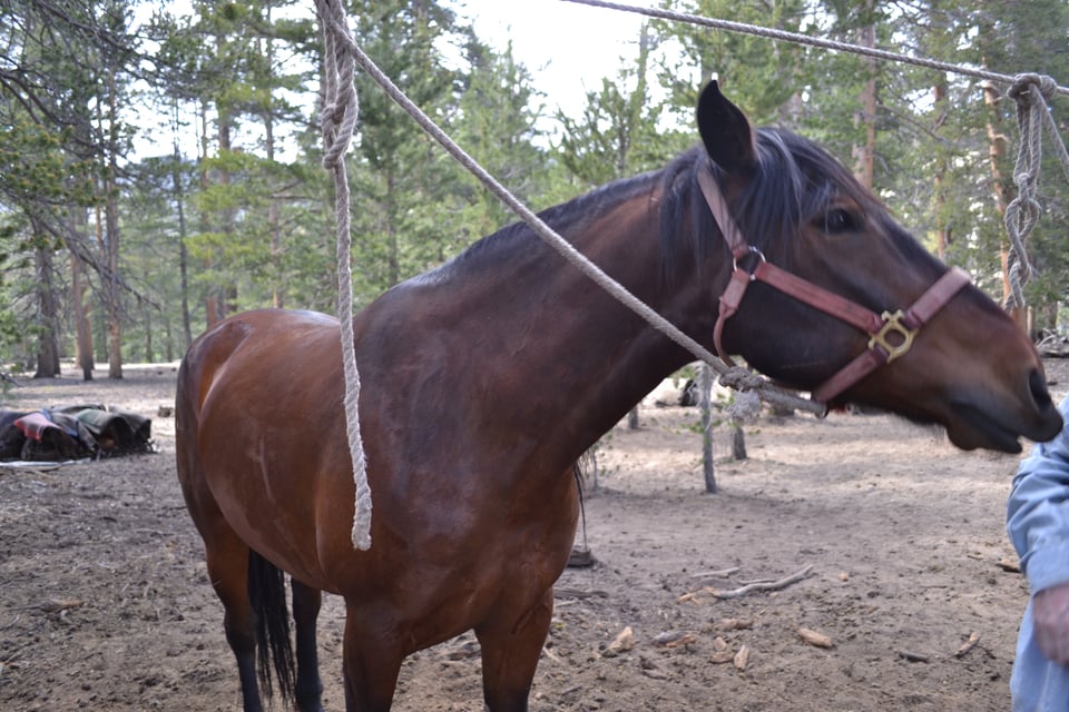 A bay horse tied on a high line, attempting to nibble somebody off screen.