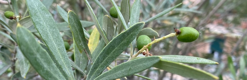 Immature green olives on an olive tree